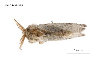 藏品(毒蛾科)的圖片